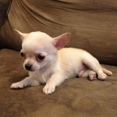 Chihuahua Puppies For Sale in the Philippines .